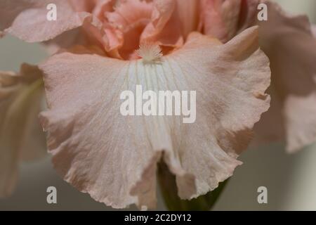 Iris Germanica Beverly Sills in fiore pieno. Macro immagini Foto Stock