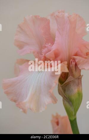 Iris Germanica Beverly Sills in fiore pieno. Macro immagini Foto Stock