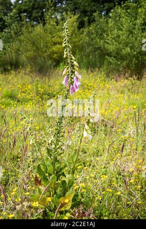 Foxglove selvatico, digitalis, un fiore selvatico tossico che cresce in un prato, Ayrshire, Scozia, Regno Unito Foto Stock