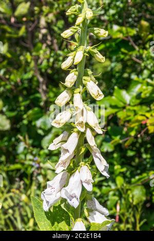 Foxglove selvatico, digitalis, un fiore selvatico tossico che cresce in un prato, Ayrshire, Scozia, Regno Unito Foto Stock