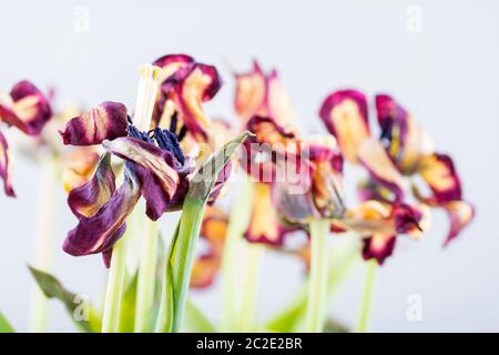 fiori appassiti - tulipani in closeup Foto Stock
