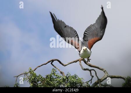 Aquila marina africana in volo Foto Stock