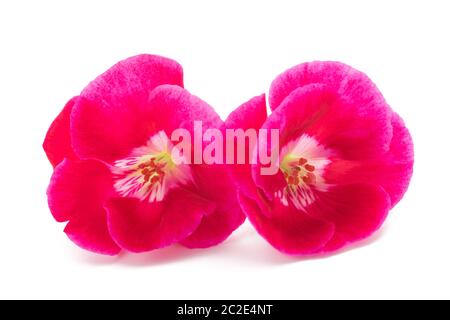 Red pelargonium fiori isolati su sfondo bianco Foto Stock