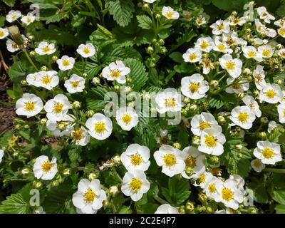 Fioritura delle fragole per primavera su sfondo verde foglio. Sfondo naturale al giorno solare. Foto Stock