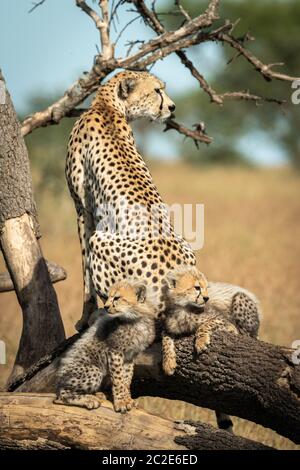 Cheetah seduto con due cuccioli su rami caduti Foto Stock