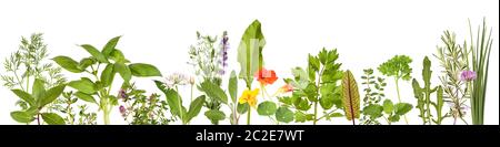 Ampia selezione di erbe fresche Foto Stock