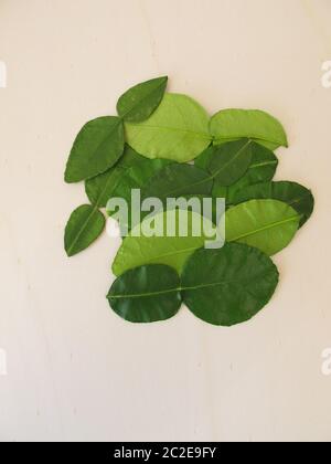 Foglie fresche di lime kaffir Foto Stock