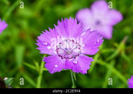 Dianthus amurensis 'Blu iberico' una pianta di fiori estivi viola rosa erbaceo comunemente conosciuta come rosa amur Foto Stock