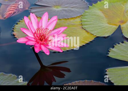 Fiori di loto rosso nello stagno, Thailandia Foto Stock