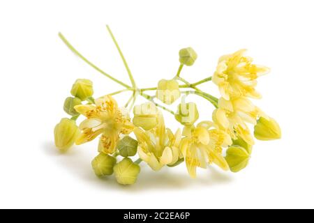 fiori di tiglio isolati su sfondo bianco Foto Stock