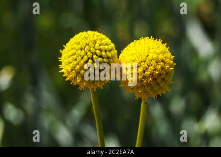 Billy pulsanti Craspedia globosa Trommelstock Foto Stock