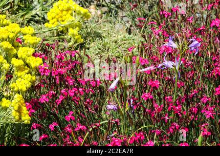 Helichrysum Dianthus Rubin Ixiolirion Foto Stock