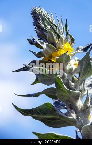 Comune Mullein Verbascum thapsus fiore Spike Foto Stock