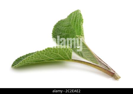 Salvia fresca di ciuffo isolato su sfondo bianco Foto Stock