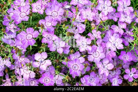 Dianthus amurensis 'Blu iberico' una pianta di fiori estivi viola rosa erbaceo comunemente conosciuta come rosa amur Foto Stock