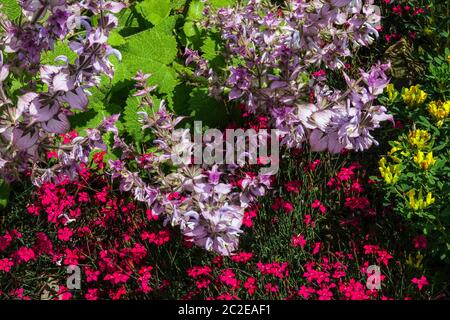 Red Dianthus Rubin Salvia Foto Stock