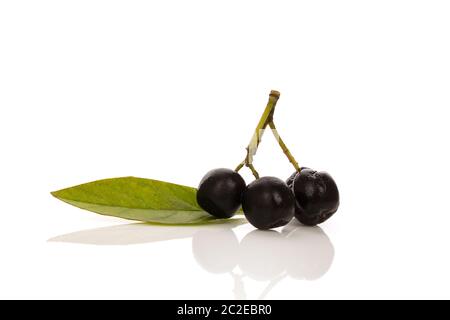 Chokeberry freschi frutti con foglie isolati su sfondo bianco. Foto Stock