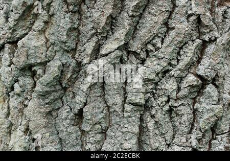 Corteccia della quercia comune, Quercus robur Foto Stock