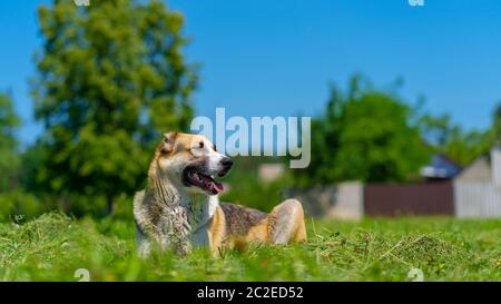 Un cane della razza Alabai sta riposando su un prato verde in un giorno di sole. Il cane è sdraiato sull'erba in campagna. Foto Stock