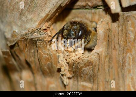 Leafcutter specie di api (Megachilidae) probabilmente l'ape di patchwork, Megachile centuncularis) che emerge dal suo nido in un tronco di albero Foto Stock