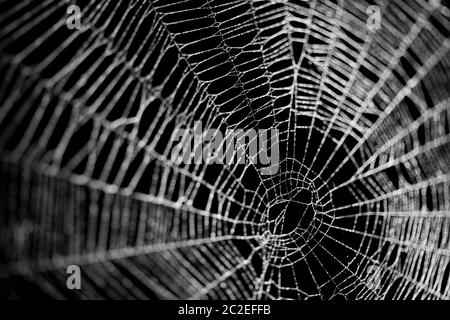 Reale coperto di brina spider web isolato su nero Foto Stock