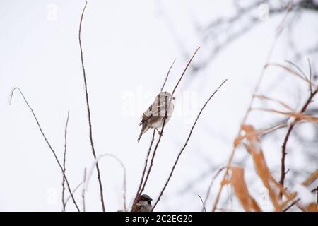 Sparrow su rami dei cespugli. Inverno nei giorni feriali per passeri. Passero comune sui rami di uve secche di Corinto. Foto Stock