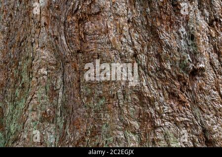 Corteccia di una sequoia di 150 anni in primo piano Foto Stock