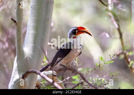 Di medie dimensioni bird Von der Decken's Hornbill sull albero. Tockus deckeni, Lago Chamo, Arba Minch, Etiopia wildlife Foto Stock