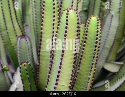 Steli di verde cactus vicino. Foto Stock