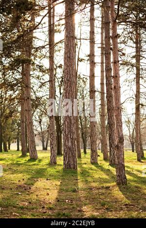 Foresta con alti pini, con raggi di sole che li attraversano. Foto Stock