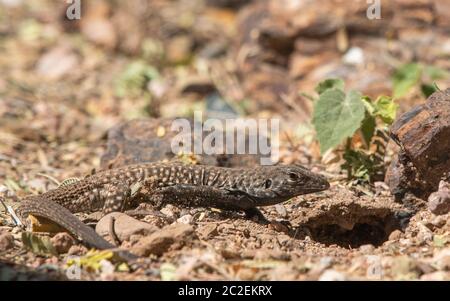 Sonoran Tiger Whiptail, Aspidoscelis tigris puntilinealis, scava una trivellazione nel Giardino Botanico del deserto, Phoenix, Arizona Foto Stock