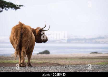 Lonely Horned Highland Cow presso Churchill Island Heritage Farm, Phillip Island, Victoria, Australia Foto Stock