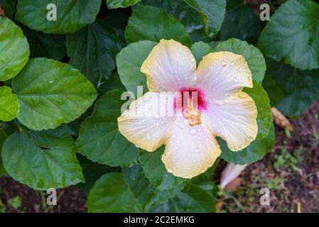 Ad umido di fiori di ibisco tra foglie verdi come floral background naturale Foto Stock