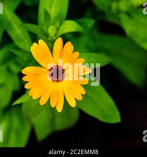 Diorphotheca ecklonis o Osteospermum, conosciuto anche come capo marguerite, Van Staden o domeniche fiume Daisy, blu-e-bianco Daisy Bush, stella del veldt Foto Stock