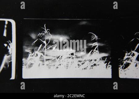 Fine anni 70 vintage contatto stampa in bianco e nero fotografia estrema di piante selvatiche che crescono nei campi. Foto Stock