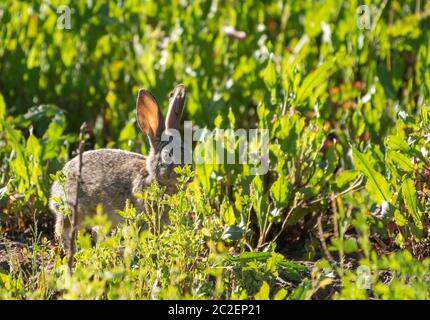 Deserto Cottontail, Sylvilagus audubonii, presso la Riserva Ripariana al Ranch d'acqua, Gilbert, Arizona Foto Stock