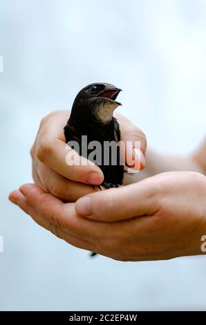 Ritratto di un rondino con bocca aperta in mani femminili. Salvezza di un giovane veloce. Liberarsi. Amore per la natura e gli animali. Primo piano. Selettivo Foto Stock