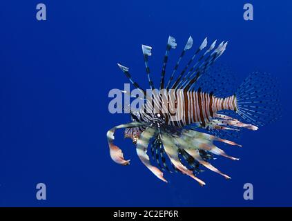 Leonfish in blu Foto Stock