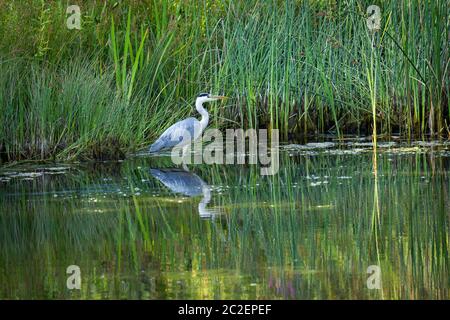 Airone grigio (Ardea cinerea) che vampola in un piccolo stagno d'acqua Foto Stock