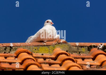 Piccione bianco (Columba livia) seduto sul tetto in luce solare guardando a lato con il cielo blu sullo sfondo Foto Stock