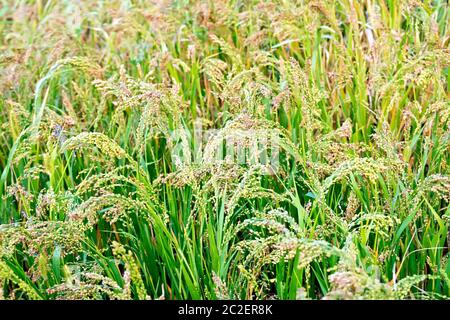 La maturazione spikelets di miglio sullo sfondo di foglie verdi Foto Stock