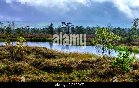 Black Moor Foto Stock