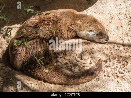 River Otter, Lutra canadensis, si trova su una roccia nel museo del deserto dell'Arizona-sonora, vicino a Tucson, Arizona. (Prigioniero) Foto Stock