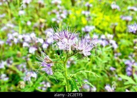 Delicato di fiori lilla del Phacelia tanacetifolia, conosciuto sotto il nome di lacy phacelia, tansy blu o porpora tansy, della famiglia Boraginaceae aga Foto Stock
