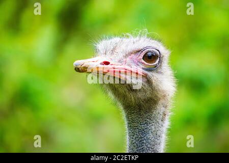 Questo è un ritratto di Ostrich. Si tratta di una bella faccia di Ostrich guardando la camma Foto Stock