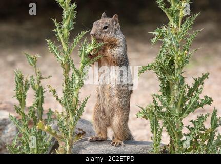 Scoiattolo di roccia, Otospermophilus variegatus, alla riserva ripariana al Ranch d'acqua, Gilbert, Arizona Foto Stock