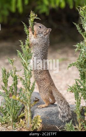 Scoiattolo di roccia, Otospermophilus variegatus, alla riserva ripariana al Ranch d'acqua, Gilbert, Arizona Foto Stock