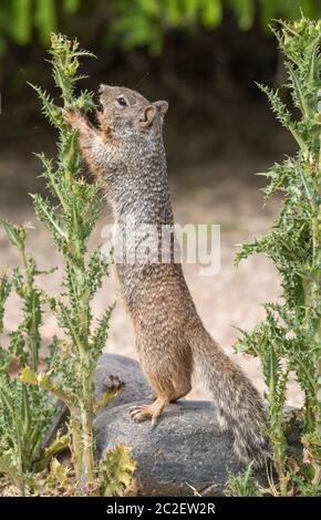 Scoiattolo di roccia, Otospermophilus variegatus, alla riserva ripariana al Ranch d'acqua, Gilbert, Arizona Foto Stock