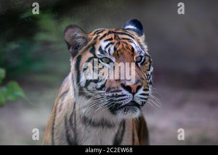 La tigre di Sumatra, Panthera tigris sumatrae, rare sottospecie di tigre che abita l isola indonesiana di Sumatra. IndonesiA fauna selvatica Foto Stock