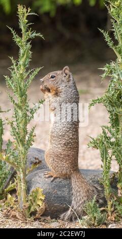 Scoiattolo di roccia, Otospermophilus variegatus, alla riserva ripariana al Ranch d'acqua, Gilbert, Arizona Foto Stock